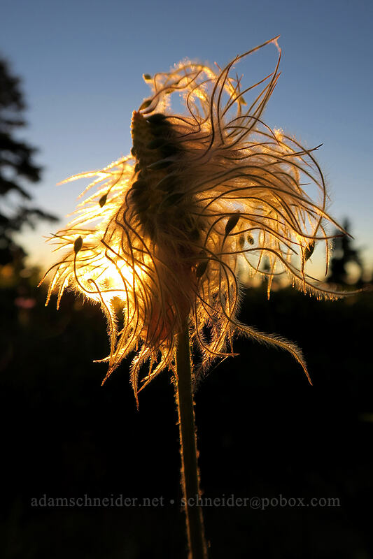 western pasqueflower seed head, backlit (Anemone occidentalis (Pulsatilla occidentalis)) [above Elk Cove, Mt. Hood Wilderness, Hood River County, Oregon]