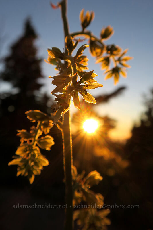 corn-lily flowers, backlit (Veratrum viride var. eschscholzianum (Veratrum eschscholtzianum)) [above Elk Cove, Mt. Hood Wilderness, Hood River County, Oregon]