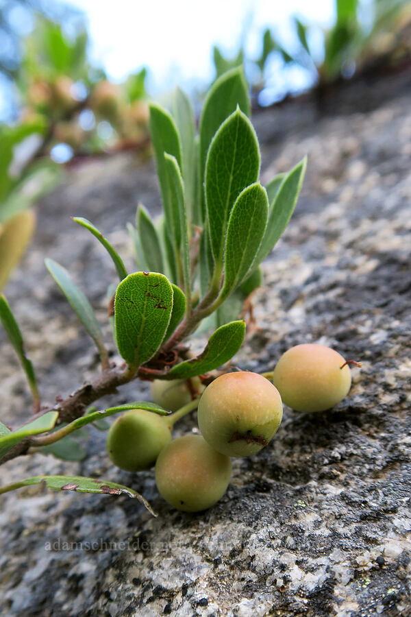 pine-mat manzanita berries (Arctostaphylos nevadensis) [Stuart Lake Trail, Alpine Lakes Wilderness, Chelan County, Washington]
