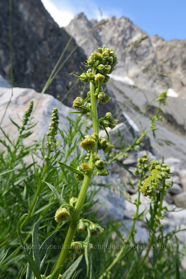 lemon sagewort flowers (Artemisia michauxiana) [below Aasgard Pass, Alpine Lakes Wilderness, Chelan County, Washington]