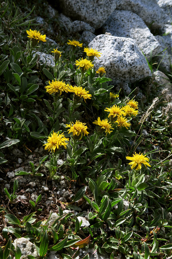 Lyall's goldenweed (Tonestus lyallii (Haplopappus lyallii)) [below Aasgard Pass, Alpine Lakes Wilderness, Chelan County, Washington]