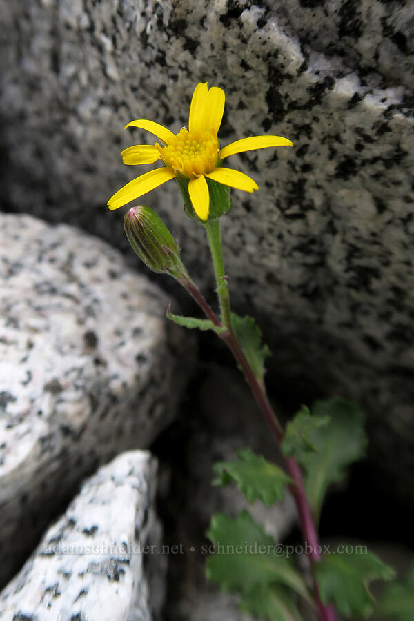 groundsel/ragwort (Senecio sp.) [Aasgard Pass, Alpine Lakes Wilderness, Chelan County, Washington]
