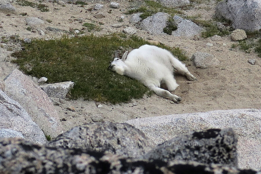 mountain goat, wallowing (Oreamnos americanus) [Aasgard Pass, Alpine Lakes Wilderness, Chelan County, Washington]