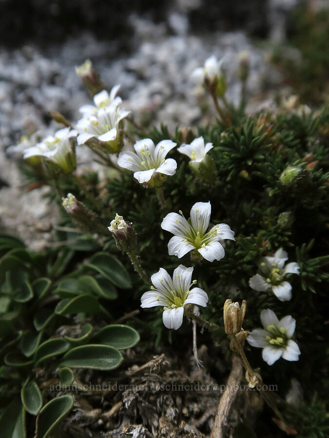 alpine sandwort (Minuartia obtusiloba (Cherleria obtusiloba) (Arenaria obtusiloba)) [Aasgard Pass, Alpine Lakes Wilderness, Chelan County, Washington]