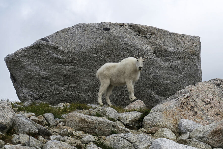 mountain goat (Oreamnos americanus) [Snow Lakes Trail, Alpine Lakes Wilderness, Chelan County, Washington]