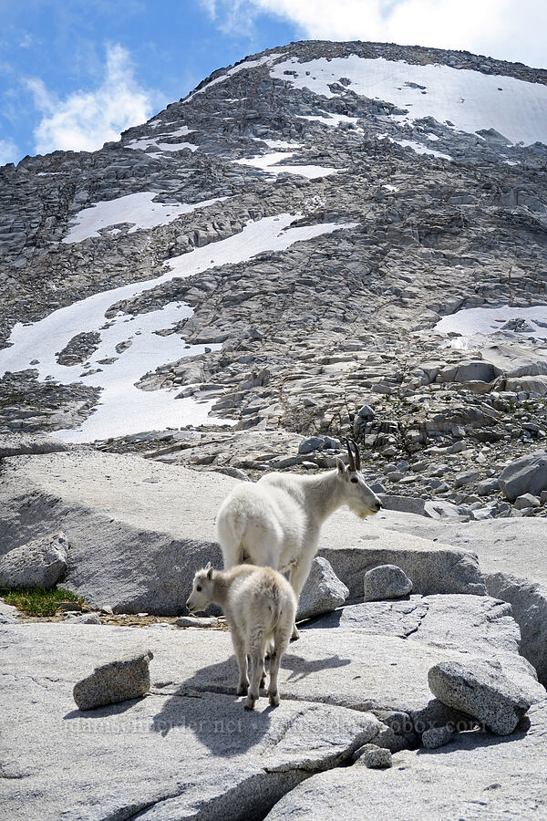 mountain goats (Oreamnos americanus) [Snow Lakes Trail, Alpine Lakes Wilderness, Chelan County, Washington]
