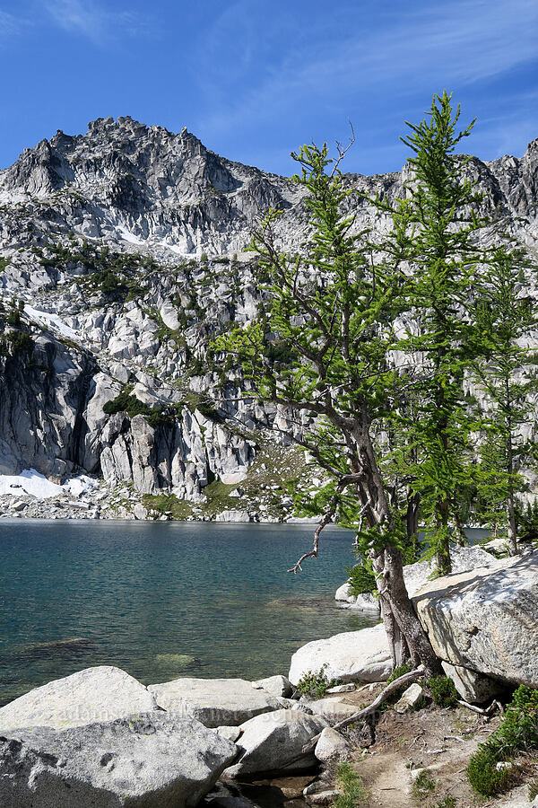 larch trees & Inspiration Lake (Larix lyallii) [Snow Lakes Trail, Alpine Lakes Wilderness, Chelan County, Washington]