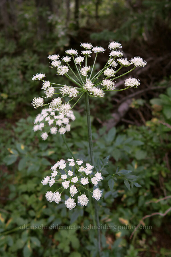 Canby's angelica (Angelica canbyi) [Snow Lakes Trail, Alpine Lakes Wilderness, Chelan County, Washington]