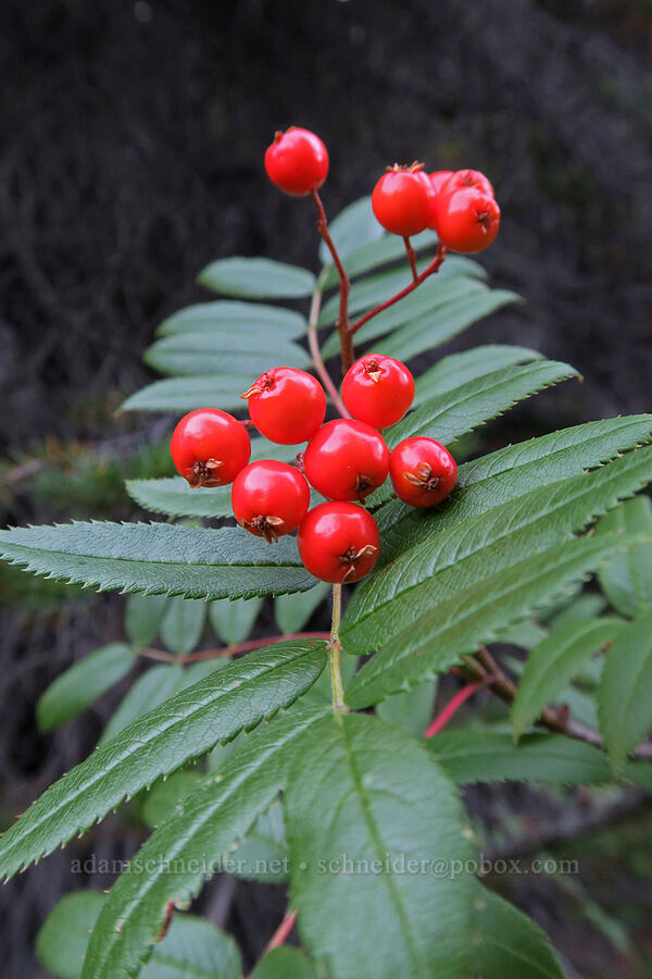 Cascade mountain-ash berries (Sorbus scopulina) [Snow Lakes Trail, Alpine Lakes Wilderness, Chelan County, Washington]