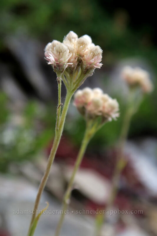 rosy pussy-toes (Antennaria rosea) [Pacific Crest Trail, Okanogan-Wenatchee National Forest, Okanogan County, Washington]