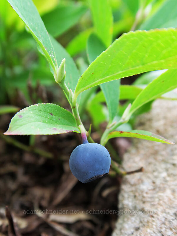 Cascade bilberry (Vaccinium deliciosum) [Pacific Crest Trail, Okanogan-Wenatchee National Forest, Okanogan County, Washington]