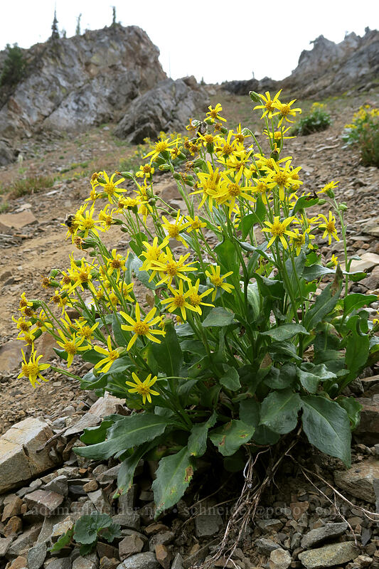 Elmer's butterweed/ragwort (Senecio elmeri) [Pacific Crest Trail, Okanogan-Wenatchee National Forest, Okanogan County, Washington]