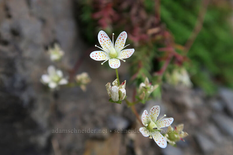 spotted saxifrage (Saxifraga bronchialis ssp. austromontana (Saxifraga austromontana)) [Pacific Crest Trail, Okanogan-Wenatchee National Forest, Okanogan County, Washington]