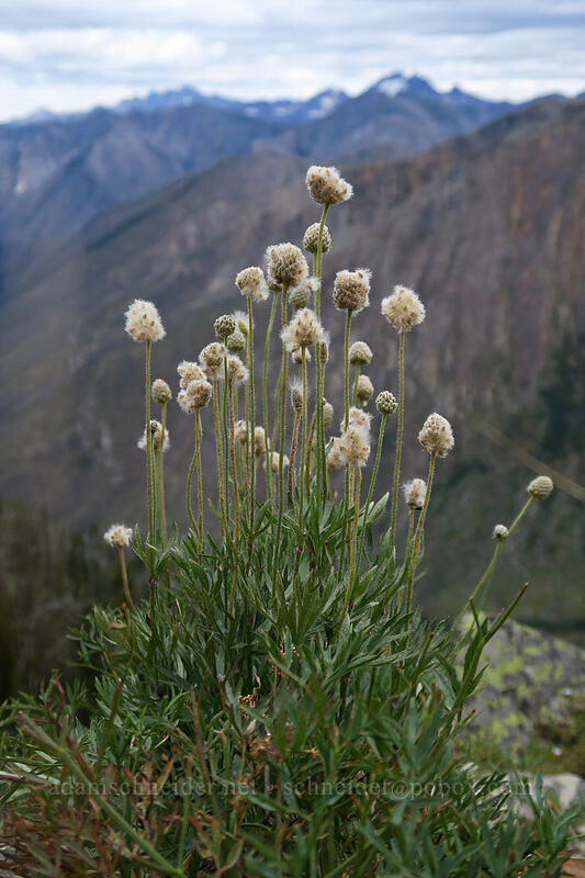 cut-leaf anemone seed-heads (Anemone multifida) [Pacific Crest Trail, Okanogan-Wenatchee National Forest, Okanogan County, Washington]