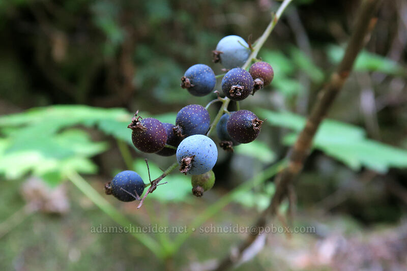 maple-leaf currant fruit (Ribes acerifolium (Ribes howellii)) [Cascade Pass Trail, North Cascades National Park, Skagit County, Washington]