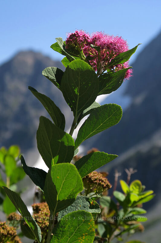 subalpine spirea (Spiraea splendens (Spiraea densiflora)) [Sahale Arm Trail, North Cascades National Park, Chelan County, Washington]
