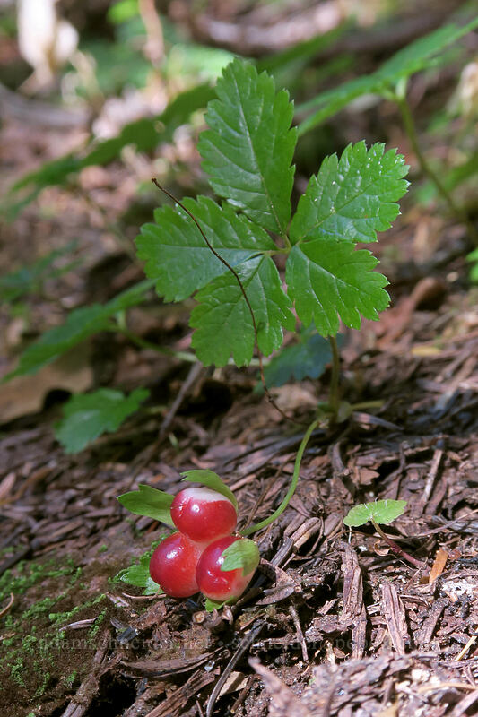 strawberry-leaf bramble berries (Rubus pedatus) [Cascade Pass Trail, North Cascades National Park, Skagit County, Washington]