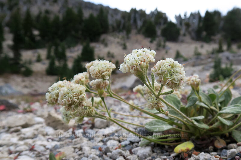 alpine buckwheat (Eriogonum pyrolifolium) [Broken Top climber's trail, Three Sisters Wilderness, Deschutes County, Oregon]