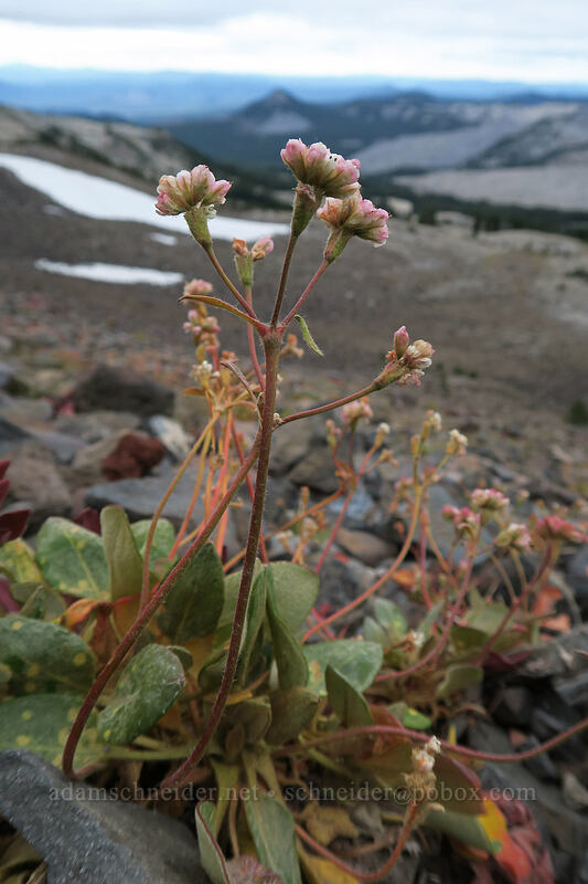 alpine buckwheat (Eriogonum pyrolifolium) [west side of Broken Top, Three Sisters Wilderness, Deschutes County, Oregon]