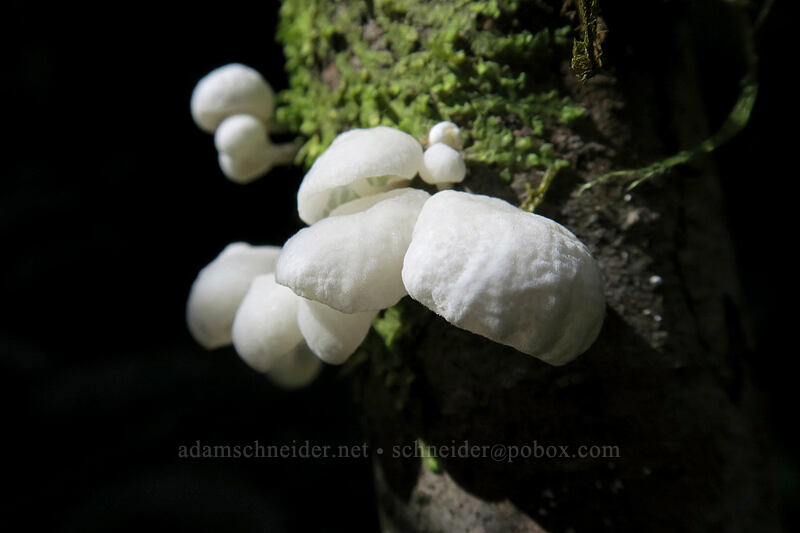 white tree fungus [Henline Falls Trail, Opal Creek Wilderness, Marion County, Oregon]
