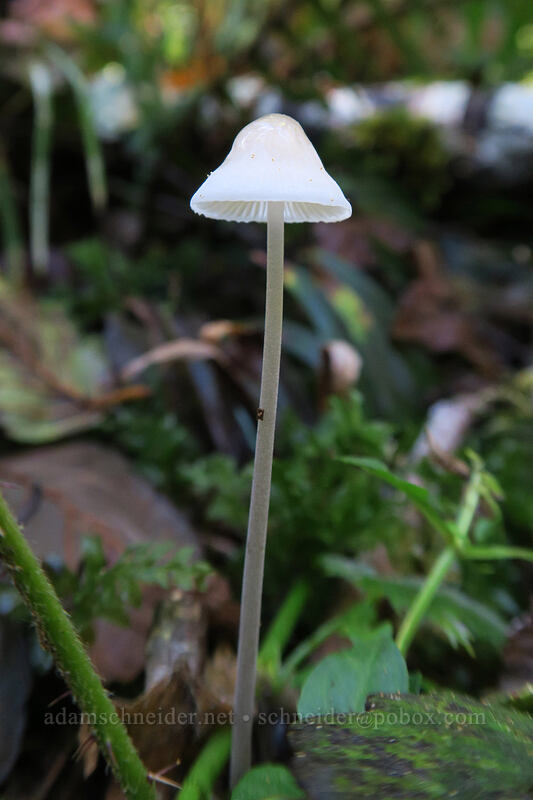 tiny mushroom [Henline Falls Trail, Opal Creek Wilderness, Marion County, Oregon]