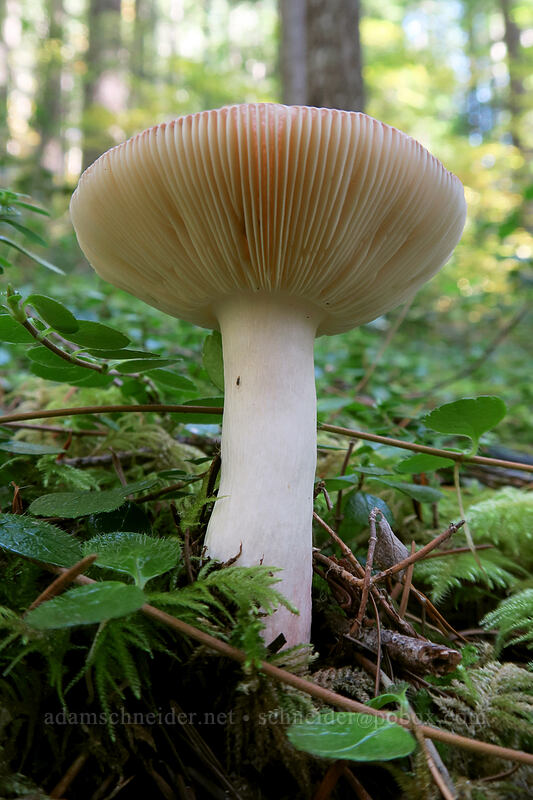 mushroom [Henline Falls Trail, Opal Creek Wilderness, Marion County, Oregon]