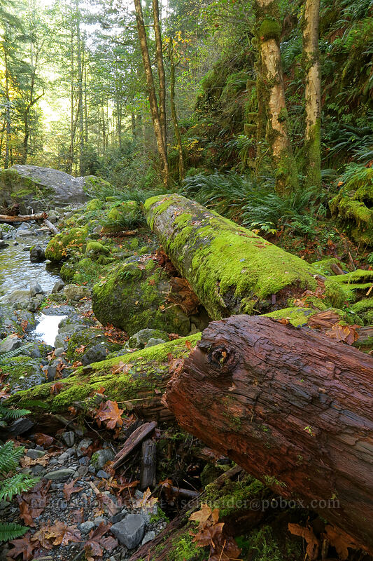 mossy logs & Henline Creek [Henline Falls Trail, Opal Creek Wilderness, Marion County, Oregon]