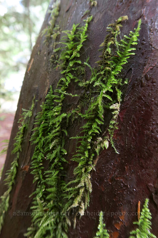 moss on a hemlock trunk [Forest Road 2209, Opal Creek Scenic Recreation Area, Marion County, Oregon]