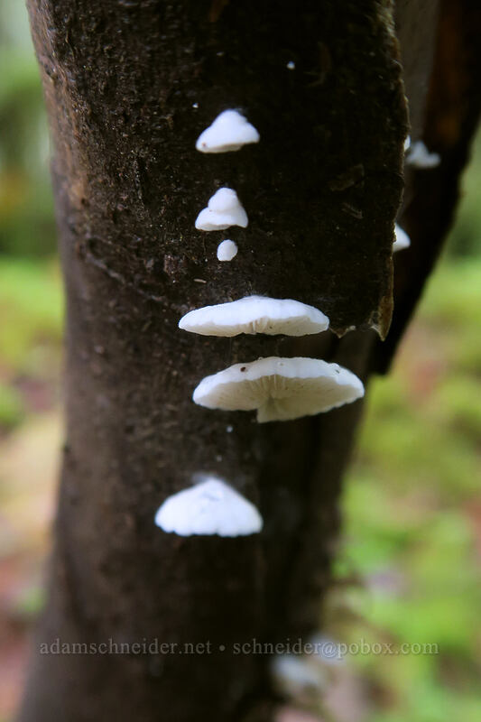 little white tree mushrooms [Forest Road 2209, Opal Creek Scenic Recreation Area, Marion County, Oregon]