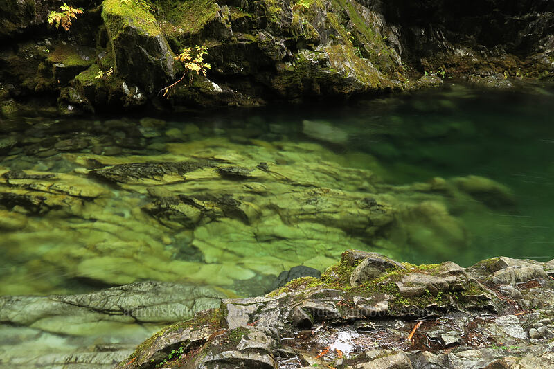 Opal Creek [Kopetski Trail, Opal Creek Scenic Recreation Area, Marion County, Oregon]