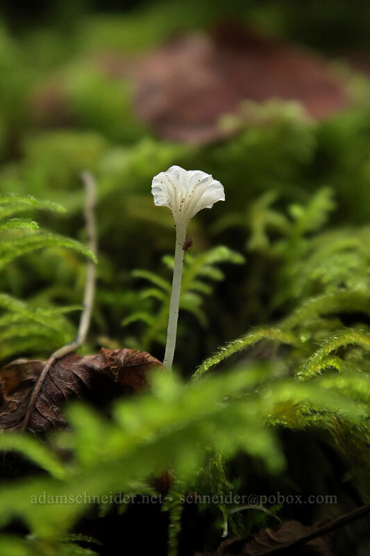 tiny white mushroom [Kopetski Trail, Opal Creek Scenic Recreation Area, Marion County, Oregon]