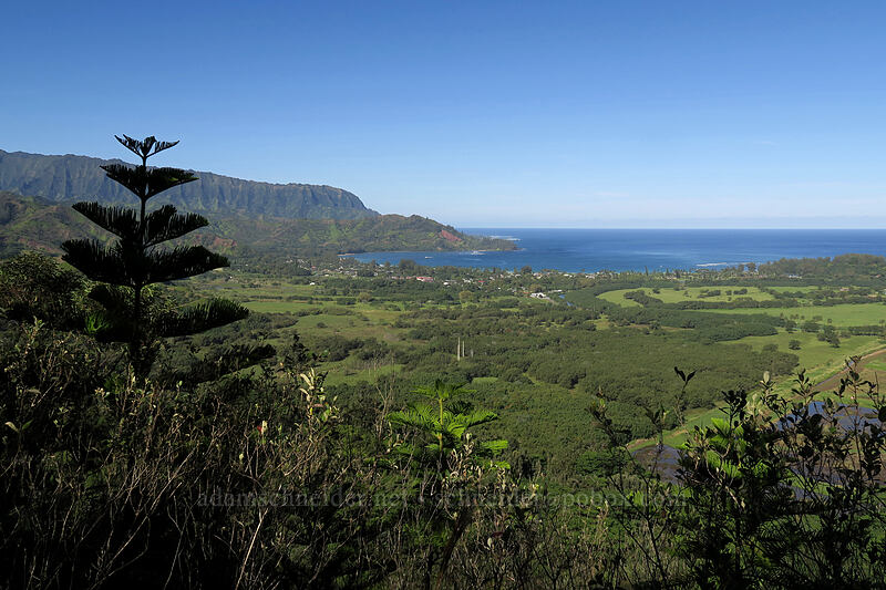 Wainiha Pali & Hanalei Bay ['Okolehao Trail, Hanalei, Kaua'i, Hawaii]