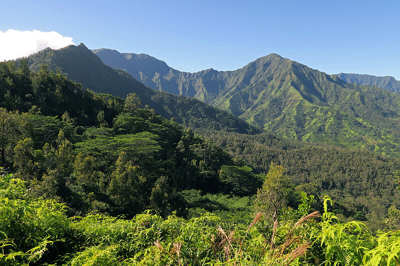 Hihimanu, Namolokama, & Mamalahoa ['Okolehao Trail, Hanalei, Kaua'i, Hawaii]