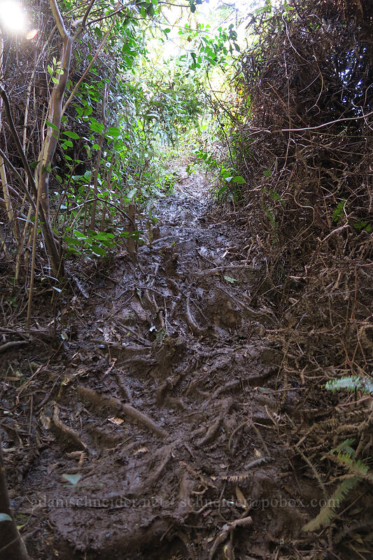 muddy trail ['Okolehao Trail, Hanalei, Kaua'i, Hawaii]