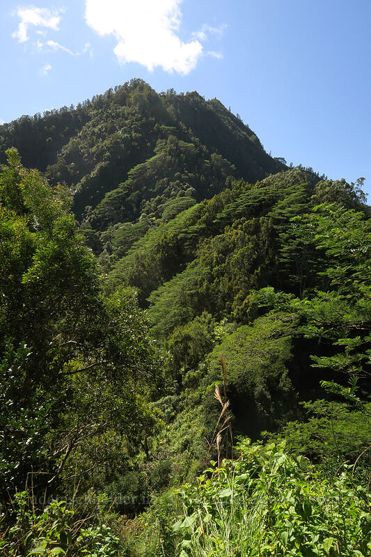 the ridge to Hihimanu [Hihimanu Trail, Hanalei, Kaua'i, Hawaii]