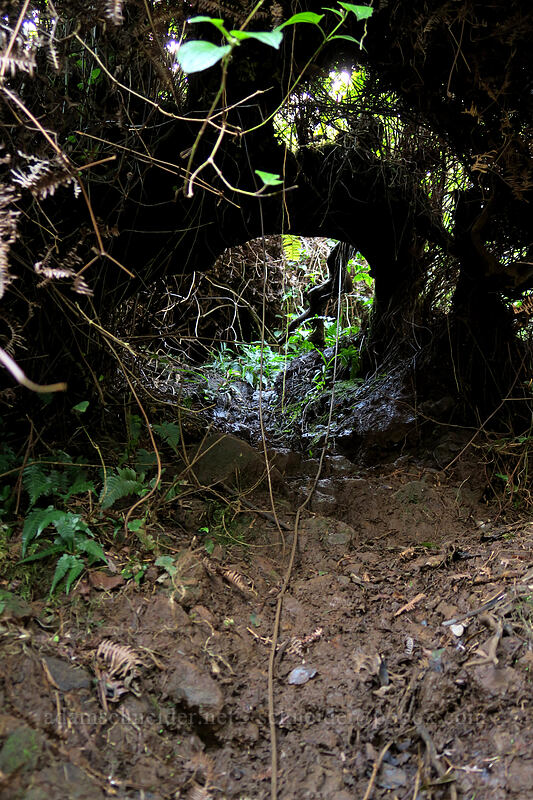 rope through a tunnel of brush [Hihimanu Trail, Hanalei, Kaua'i, Hawaii]