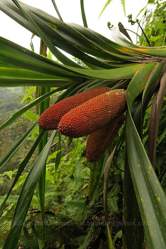 'ie'ie fruit (Freycinetia arborea) [Hihimanu Trail, Hanalei, Kaua'i, Hawaii]