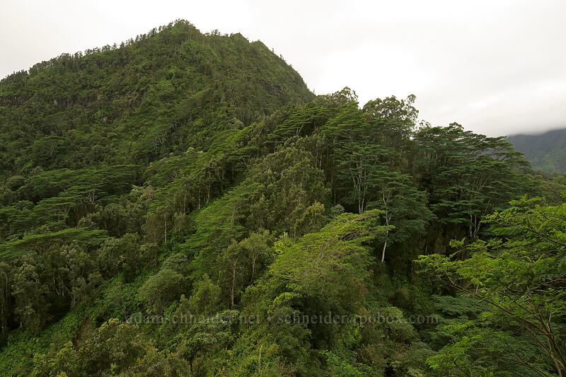 albizia trees & Hihimanu (Falcataria moluccana (Albizia moluccana)) [Hihimanu Trail, Hanalei, Kaua'i, Hawaii]