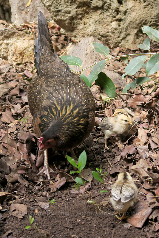 chickens (Gallus gallus domesticus) [Makauwahi Cave Trail, Maha'ulepu, Kaua'i, Hawaii]