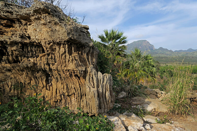 eroded sandstone [Makauwahi Cave Trail, Maha'ulepu, Kaua'i, Hawaii]