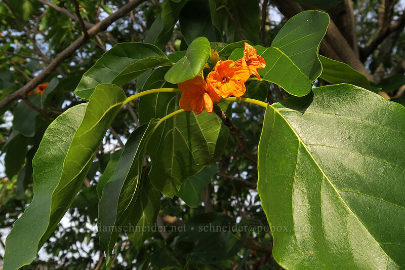 kou leaves & flowers (Cordia subcordata) [Makauwahi Cave Trail, Maha'ulepu, Kaua'i, Hawaii]