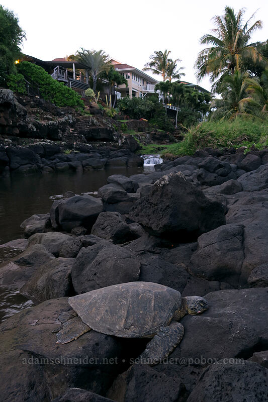 green sea turtle & Waikomo Stream (Chelonia mydas) [Koloa Landing, Po'ipu, Kaua'i, Hawaii]
