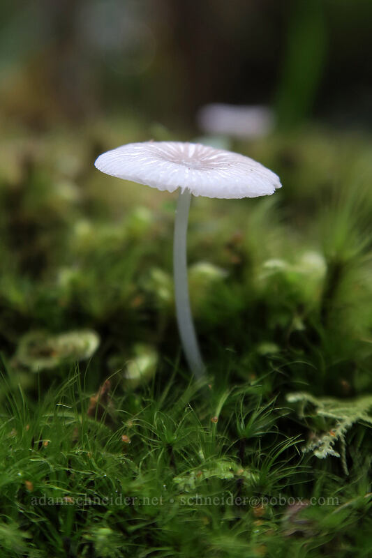 tiny mushroom [Pihea Trail, Na Pali-Kona Forest Reserve, Kaua'i, Hawaii]
