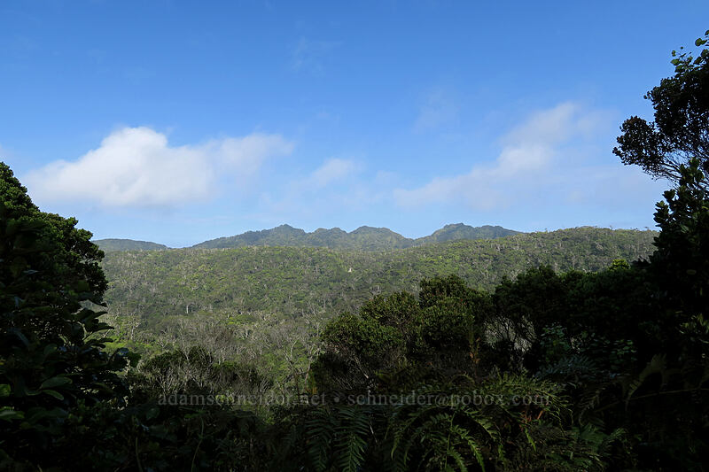 ridge northeast of Pihea [Alaka'i Swamp Trail, Alaka'i Wilderness Preserve, Kaua'i, Hawaii]