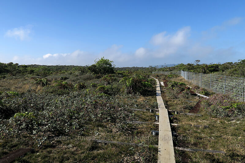 boardwalk & pig fence [Alaka'i Swamp Trail, Alaka'i Wilderness Preserve, Kaua'i, Hawaii]