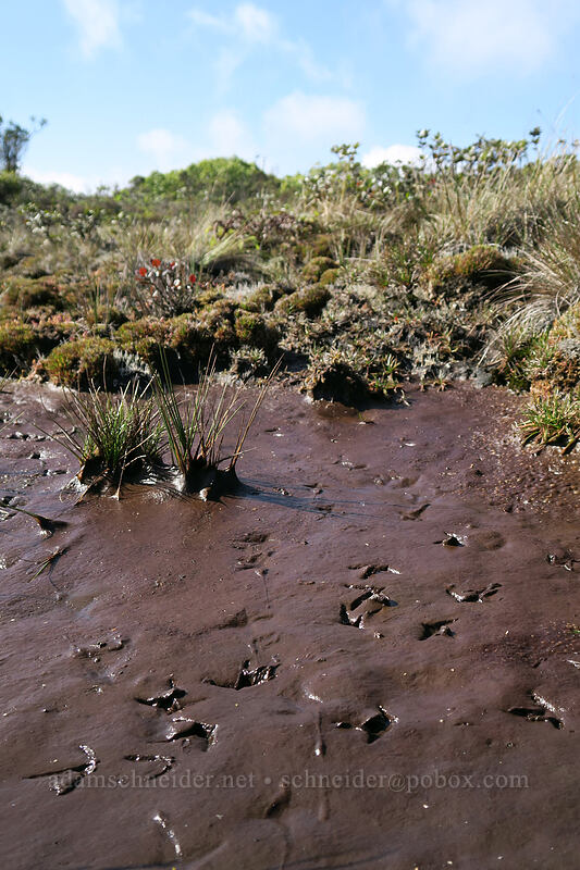 bird tracks in soft mud [Alaka'i Swamp Trail, Alaka'i Wilderness Preserve, Kaua'i, Hawaii]