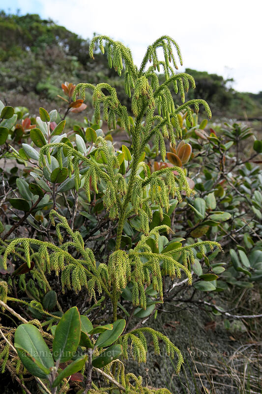 wawae'iole (staghorn club-moss) (Lycopodiella cernua) [Alaka'i Swamp Trail, Alaka'i Wilderness Preserve, Kaua'i, Hawaii]