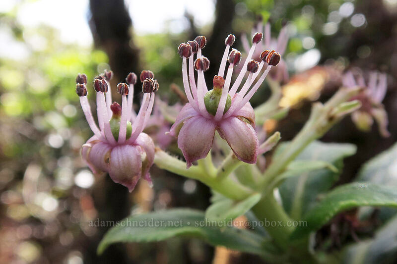 kanawao flowers (Broussaisia arguta (Hydrangea arguta)) [Alaka'i Swamp Trail, Alaka'i Wilderness Preserve, Kaua'i, Hawaii]