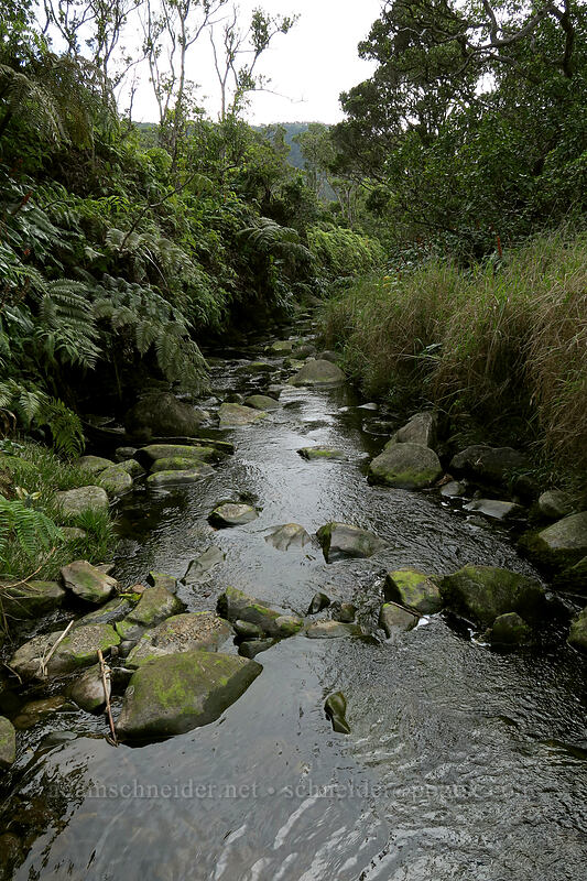stream [Alaka'i Swamp Trail, Alaka'i Wilderness Preserve, Kaua'i, Hawaii]