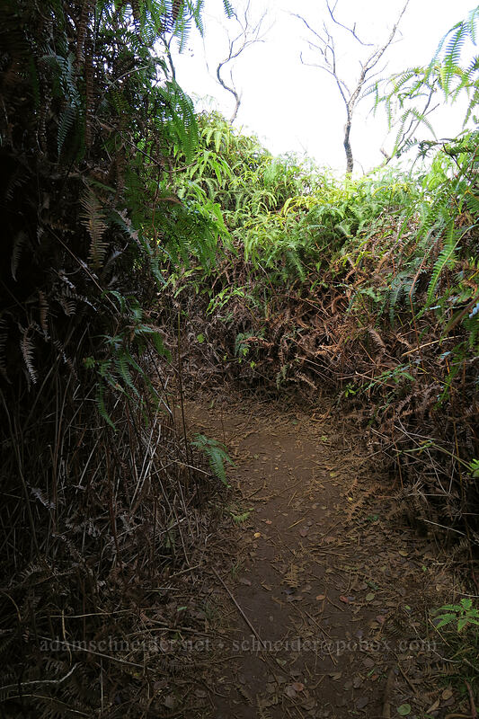 trail through uluhe ferns (Dicranopteris linearis) [Kalepa Ridge Trail, Na Pali Coast State Park, Kaua'i, Hawaii]
